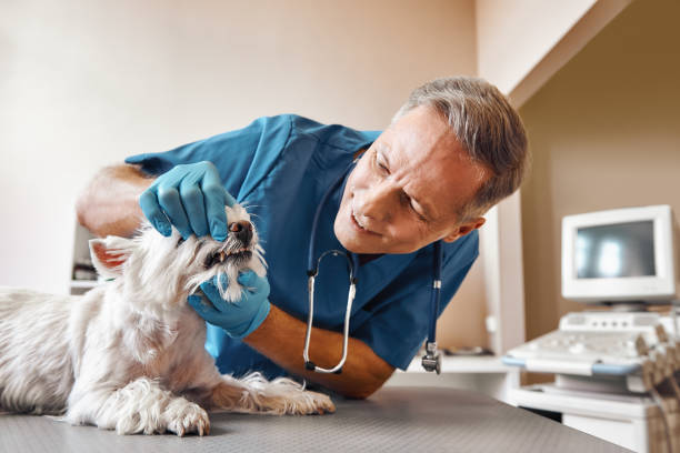 Best Pediatric Emergency Dentist in Louisville, CO